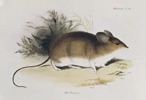Mouse Prints: Mus darwinii, Darwins mouse