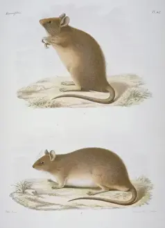 Mouse Prints: Mus flavipectus and Mus griseipectus