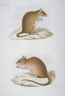 Mouse Prints: Mus humiliatus and Mus confucianus