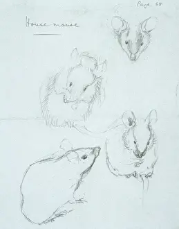 Mouse Prints: Mus musculus, house mouse