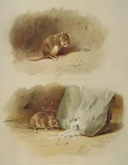 Mouse Prints: Mus musculus, house mouse and Mus muralis, St. Kilda house m
