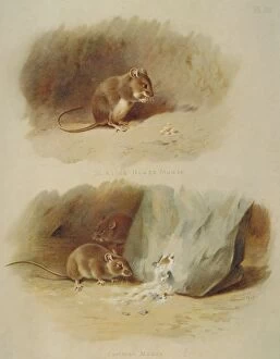 Mus musculus, house mouse and Mus muralis, St. Kilda house m