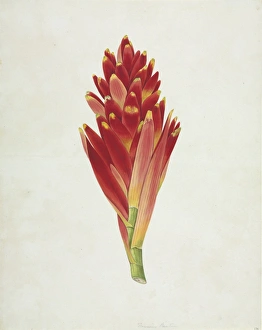 Musa Gallery: Musa coccinea, scarlet banana