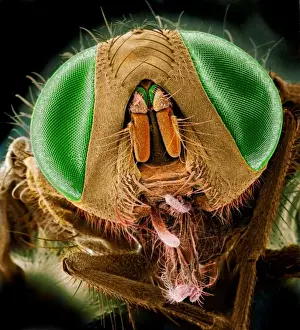 Musca domestica, house fly