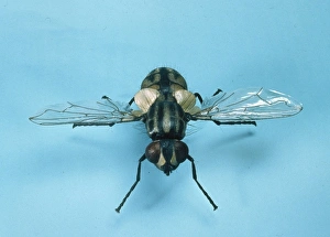 Nuisance Gallery: Musca domestica, house fly