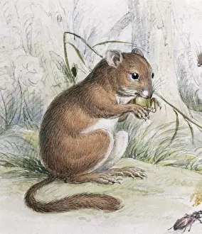 Mouse Prints: Muscardinus avellanarius, common dormouse