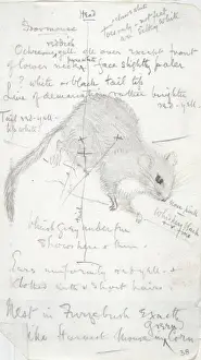 Muscardinus avellanarius, common dormouse