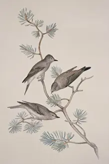 Fly Catcher Prints: Muscicapa striata, spotted flycatcher