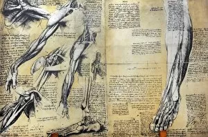 Images Dated 24th March 2012: Muscle structure Leonardo da Vincis drawing. 15th century