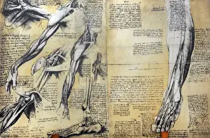 Shoulder Prints: Muscle structure Leonardo da Vincis drawing. 15th century