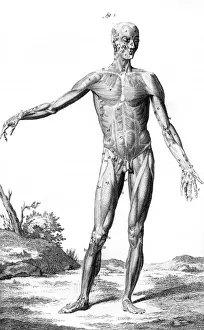 Muscles / Anatomy 18th C