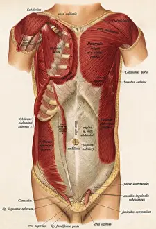 Muscles Prints: Muscles Front of Body