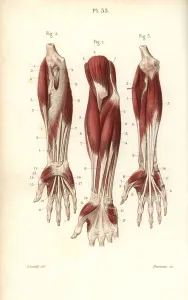 Masse Prints: Muscles of the forearm and wrist
