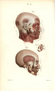 Masse Prints: Muscles of the head