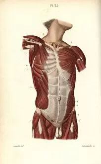 Torso Gallery: Muscles of the male torso