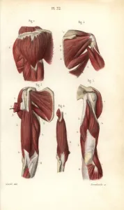 Masse Prints: Muscles of the shoulders and arms