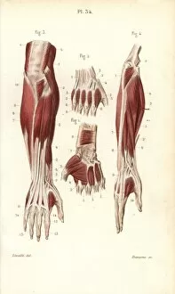 Muscles and tendons of the forearm and hand