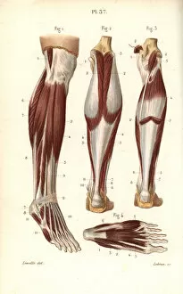 Muscles and tendons of the leg and foot