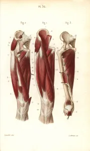Masse Prints: Muscles and tendons of the thigh