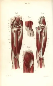 Muscles and tendons of the thigh and knee Muscles and tendons of the thigh and knee