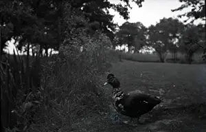 Muscovy Prints: Muscovy Duck, Sissinghurst, Kent