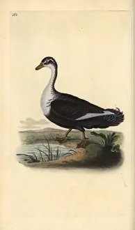 Muscovy duck (variant), Cairina moschata