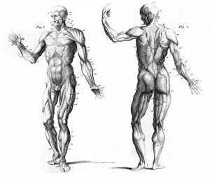 Images Dated 7th September 2016: The Muscular System of the Human Body