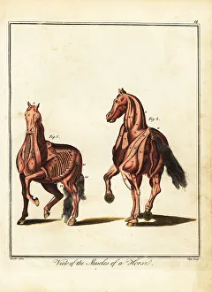 Recreation And Amusement Prints: Musculature of a horse