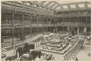 Museum Natural History