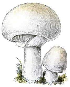 Mushroom Agaricus