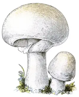 Agaricus Prints: Mushroom Agaricus