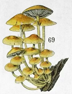 Funghi Collection: Mushroom Cluster 19C