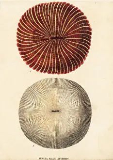 Mushroom coral, Fungia fungites