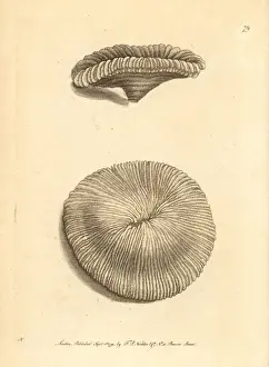 Coral Prints: Mushroom coral, Fungiidae species