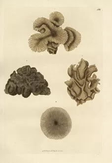 Naturae Collection: Mushroom coral species