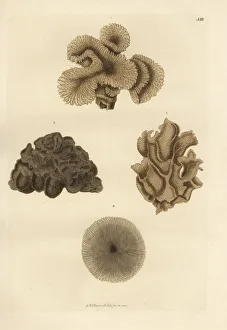 Georg Collection: Mushroom coral species