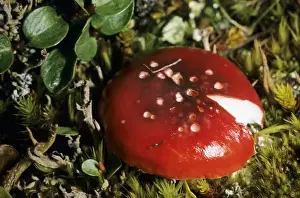 Toadstool Prints: Mushroom Russula sp. in tundra near Dikson