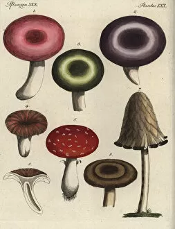 Mushroom varieties