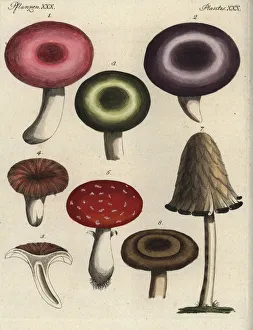 Amanita Gallery: Mushroom varieties