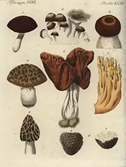 Mushroom varieties