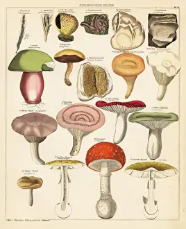 Mushroom varieties