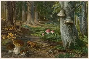 Funghi Collection: Mushrooms at home 19C
