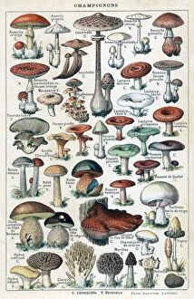 Funghi Collection: Mushrooms Larousse 1913