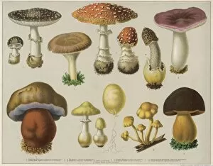 Mushrooms Poisonous 19C