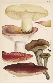 Mushrooms / Various