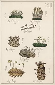 Albus Gallery: Mushrooms / Various