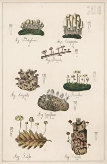 Albus Gallery: Mushrooms / Various