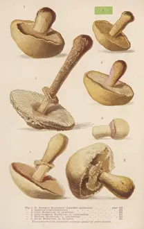Agaricus Prints: Mushrooms Walsh 1-6 1873