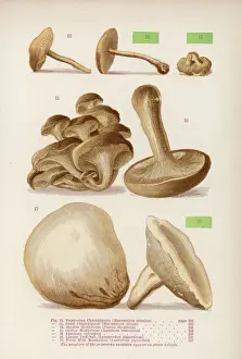 Agaricus Prints: Mushrooms Walsh 12-18