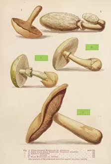 Mushrooms Walsh 7-11